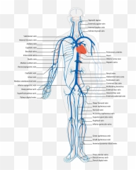 Vein - Wikipedia Sistema Circulatório Corpo Humano Png,Blood Cut Png