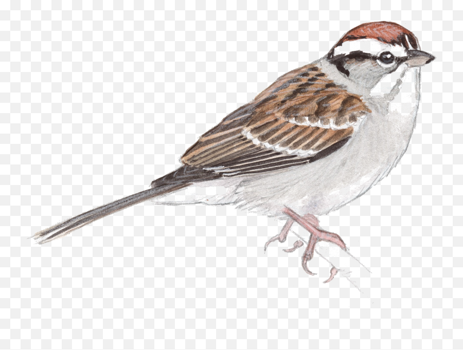 Download Sparrow Png Transparent Image - House Sparrow Sketch,Sparrow Png