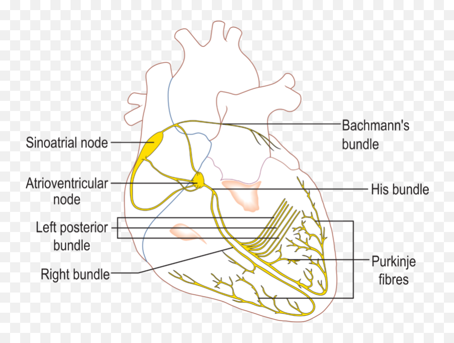Fileconductionsystemoftheheartpng - Wikipedia Conduction System Of The Heart,Pixel Heart Png