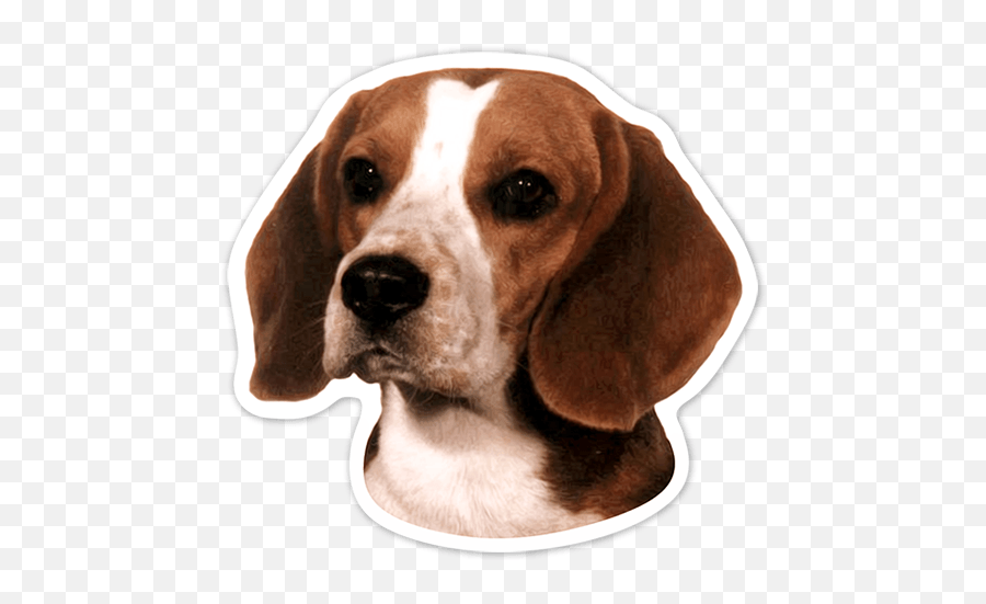 Beagle Dog Portrait Counted Png