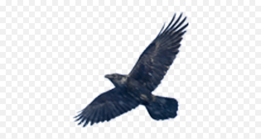 Peter Neville Popspad Twitter - Spread Black Bird Wings Png,Neville Png
