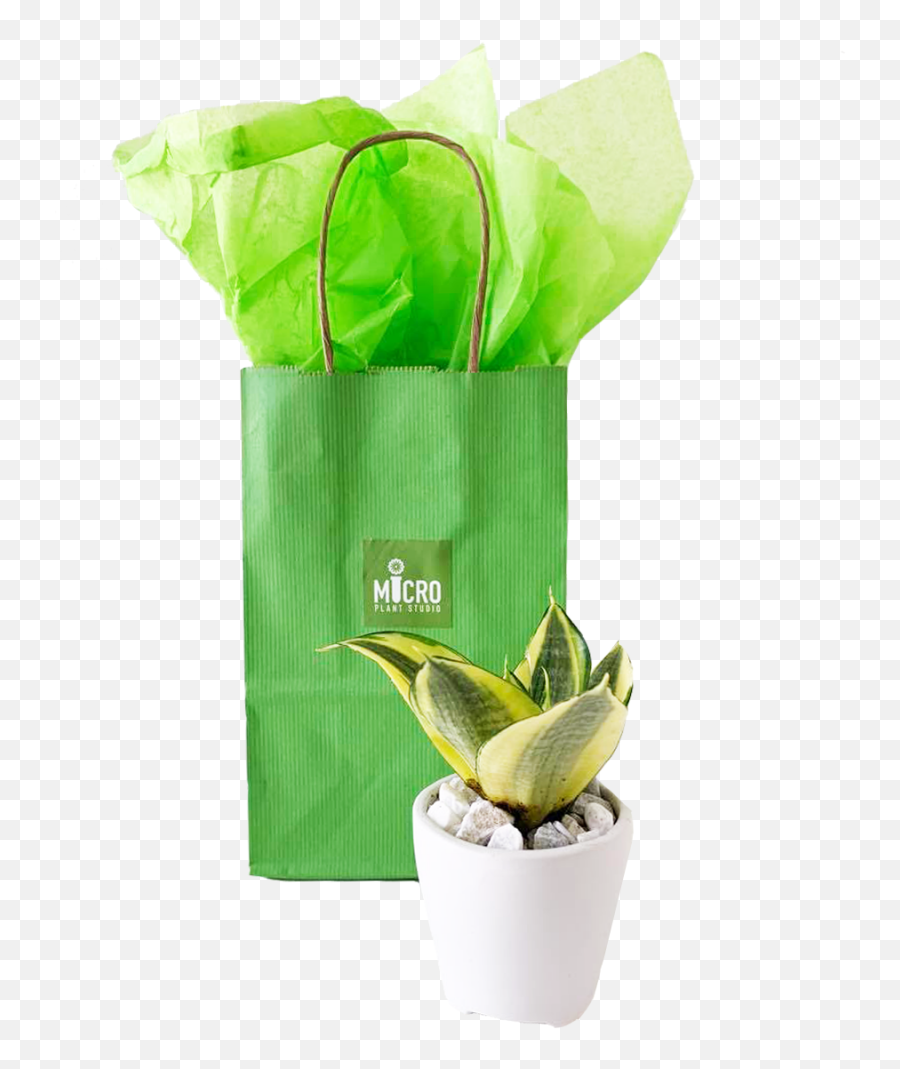 Sponsor A Succulent - Micro Plant Studio Flowerpot Png,Succulent Png