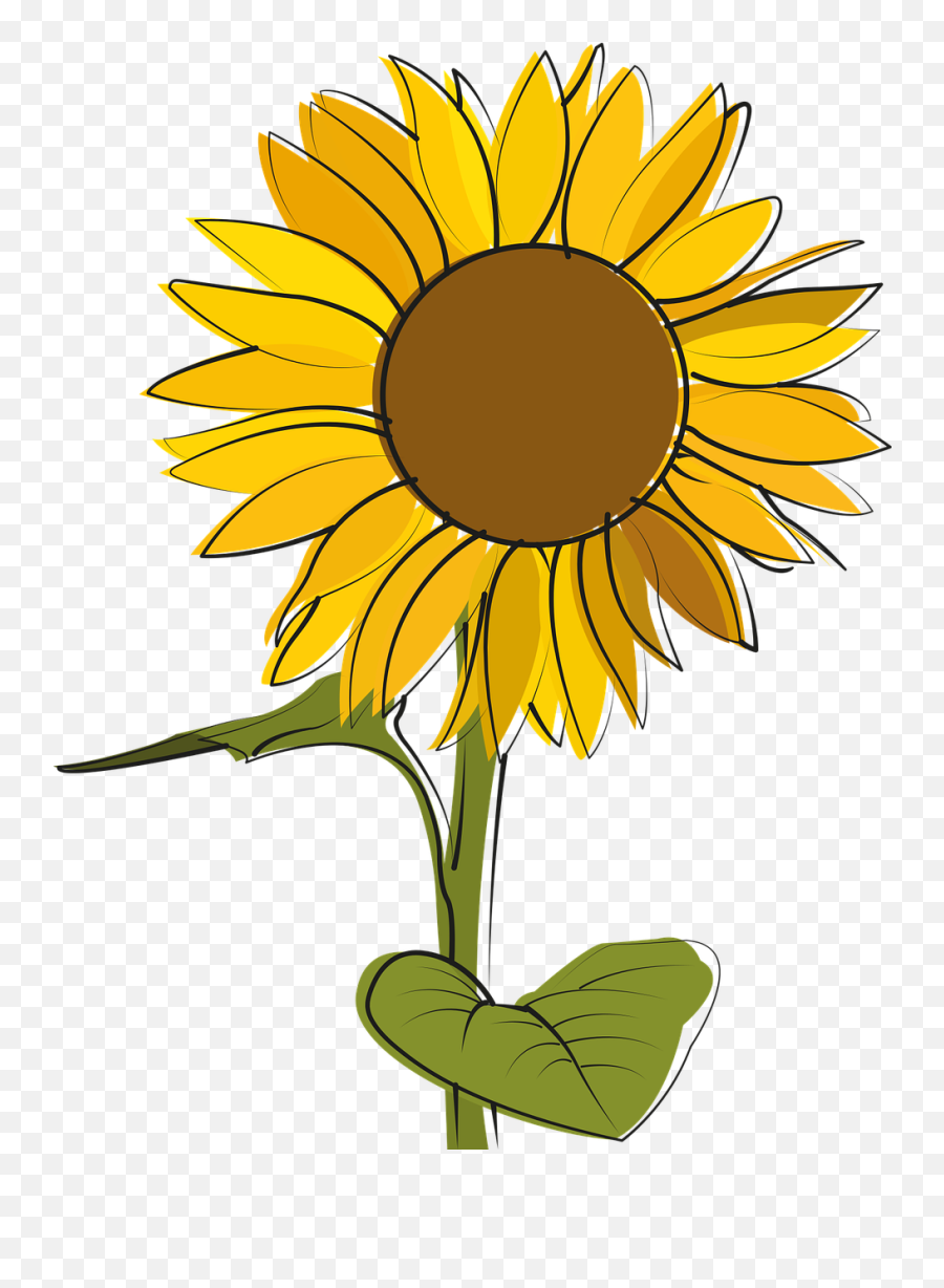 Sunflower Sun Flowers - Free Vector Graphic On Pixabay Sonnenblume Clipart Kostenlos Png,Sun Flower Png