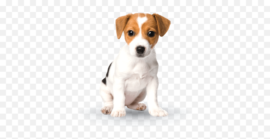 Puppy - Perro Puppy Png,Cachorro Png