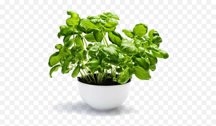 Grow It Indoors And Harvest - Basil Plant Mosquito Repellent Png,Basil Png