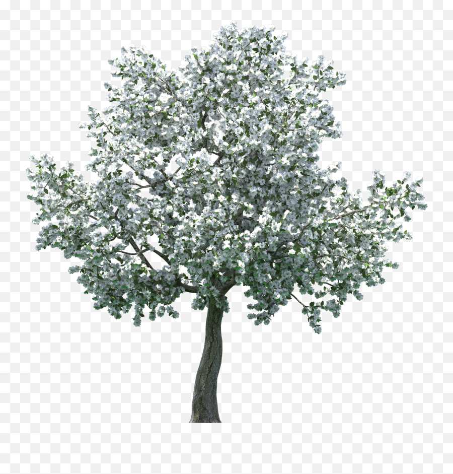 Apple Blossom Tree - Apple Blossom Tree Png,Apple Tree Png