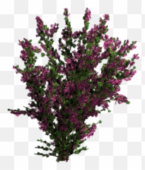 Download Bougainvillea - Plants For Photoshop Png,Bougainvillea Png