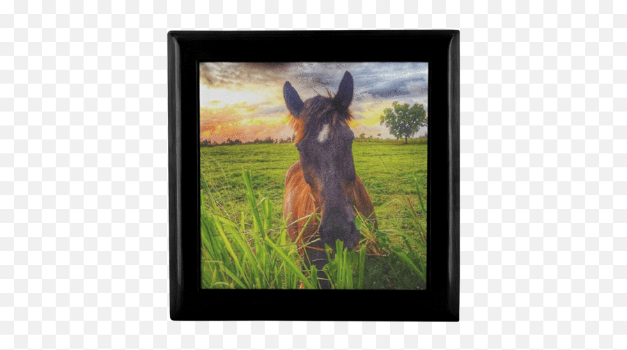 Majestic Horse Wooden Jewelry Box - Picture Frame Png,Prairie Grass Png