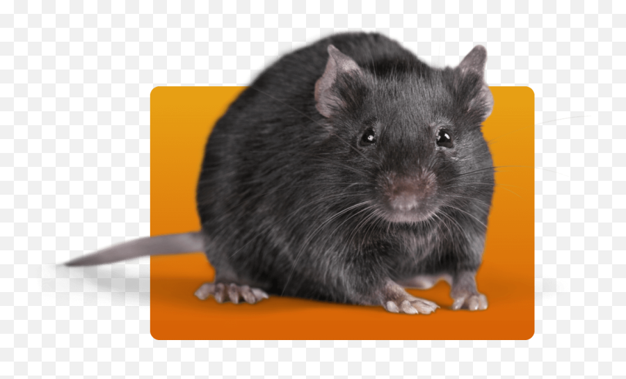 Transparent Background Rat Png - Rat Png Transparent,Rat Png