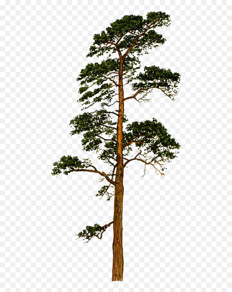 Scots Pine Png - Scots Pine Png,Pine Png