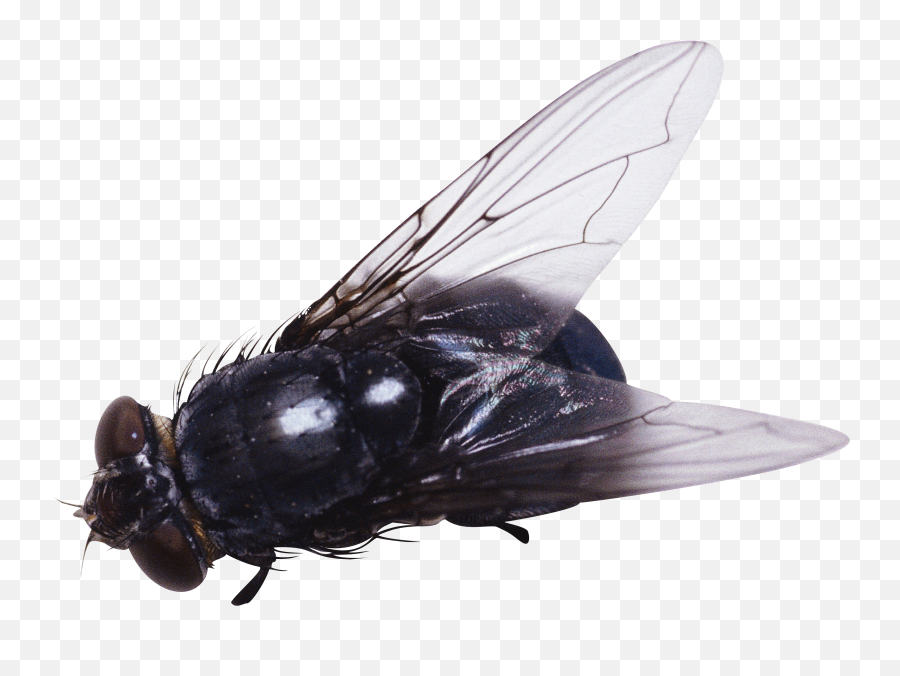 Download Free Png Fly Image - Fly Png,Fly Png