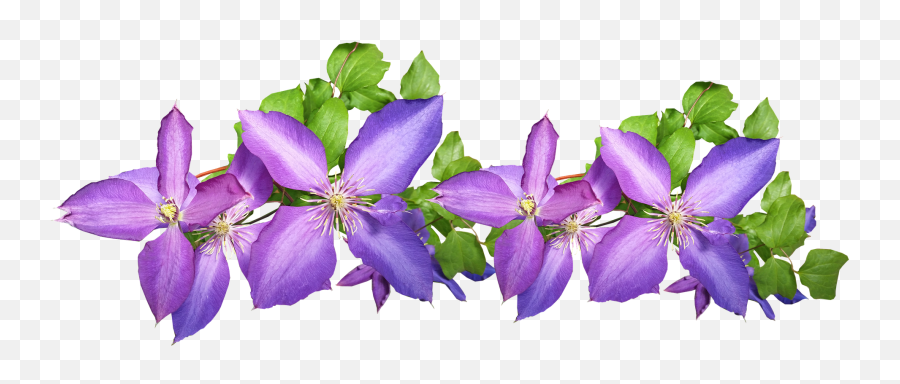 Clematis Purple Arrangement Flowers Plant - Leather Flower Png,Flower Plant Png