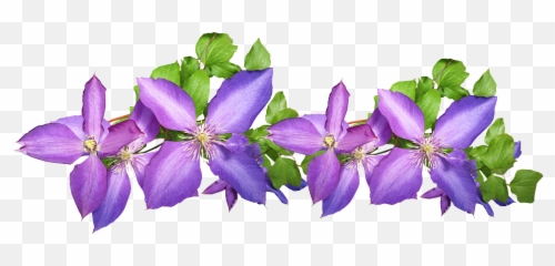 Clematis Purple Arrangement Flowers Plant - Leather png