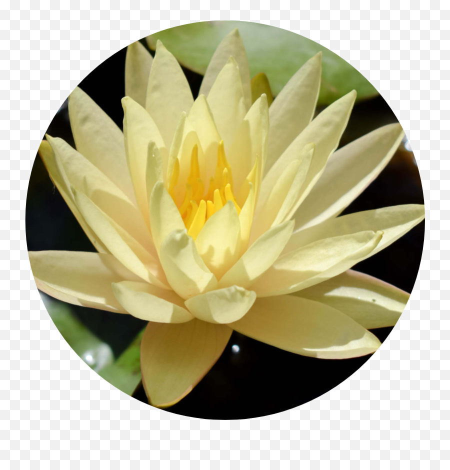 Texas Dawn - Sacred Lotus Png,Water Lily Png