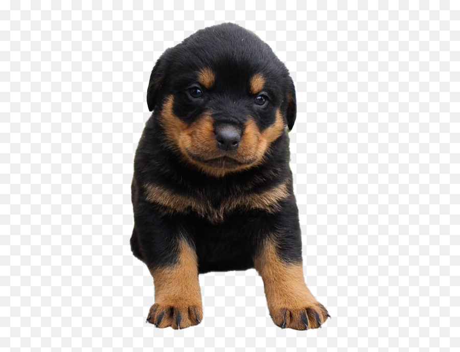 Rottweiler Puppy Png All - Rottweiler Puppy Transparent,Puppy Png