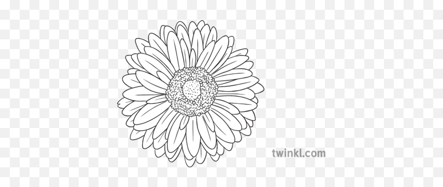 Gerbera Daisy General Flower Secondary Black And White Rgb - Floral Png,White Daisy Png