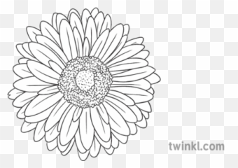 Gerbera Daisy General Flower Secondary Black And White Rgb - Floral Png,White Daisy Png