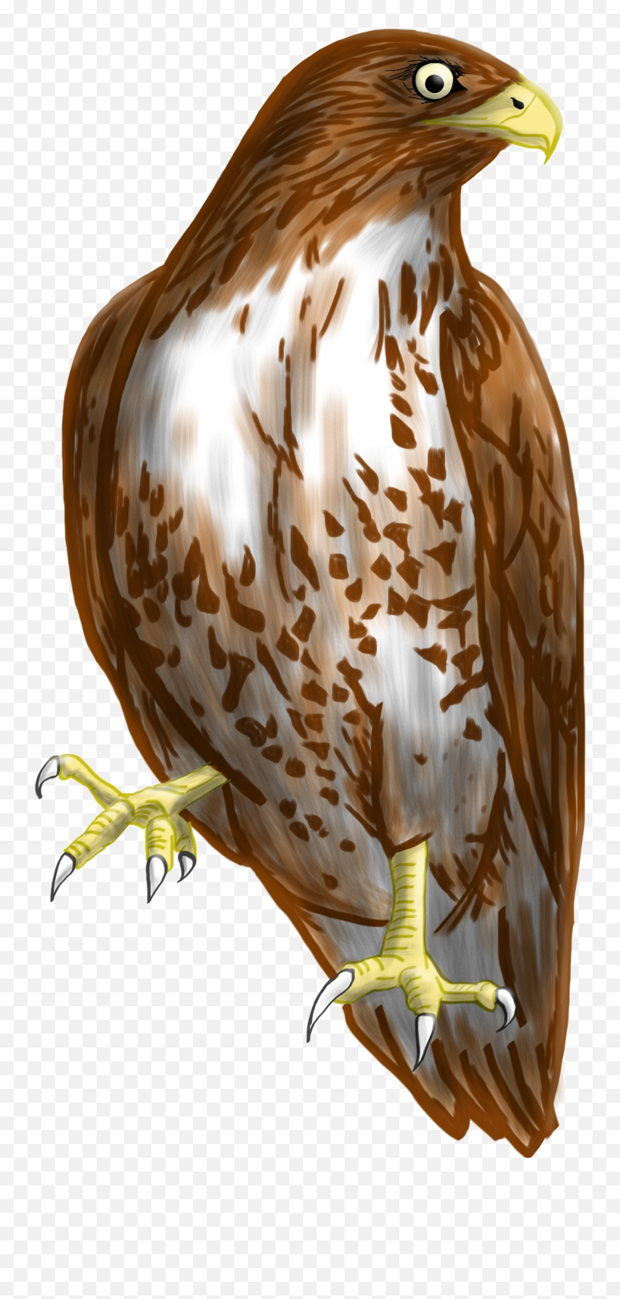 Falcon Png Transparent Picture - Hawk Clipart,Bird Clipart Png