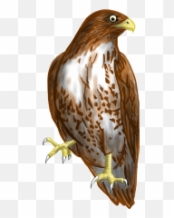 Falcon Png Transparent Picture - Hawk Clipart,Bird Clipart Png