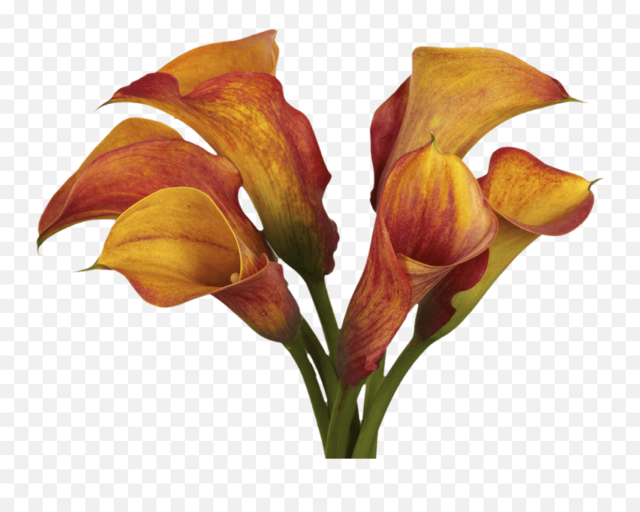 Globalrose 10 Stems Of Orange Color Calla Lilies - Fresh Flowers For Delivery Arum Lilies Png,Calla Lily Png