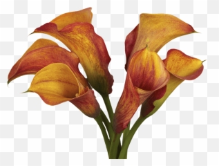 Globalrose 10 Stems Of Orange Color Calla Lilies - Fresh Flowers For Delivery Arum Lilies Png,Calla Lily Png
