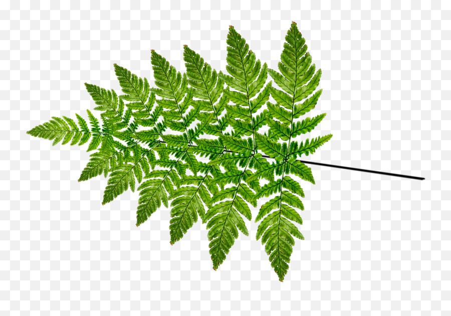 Fern Leaf Frond - Vertical Png,Fern Leaf Png