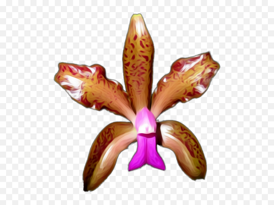 Buy From 100 Varieties Of Orchid Plants Online All India - Rare Orchid Png,Orchids Png