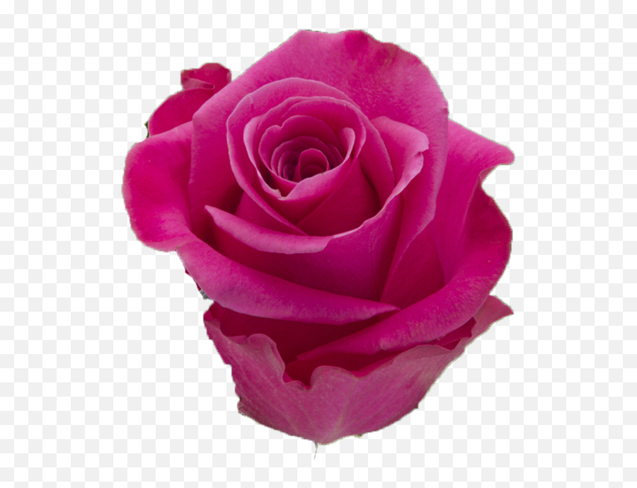Breezer - Floribunda Png,Pink Rose Transparent