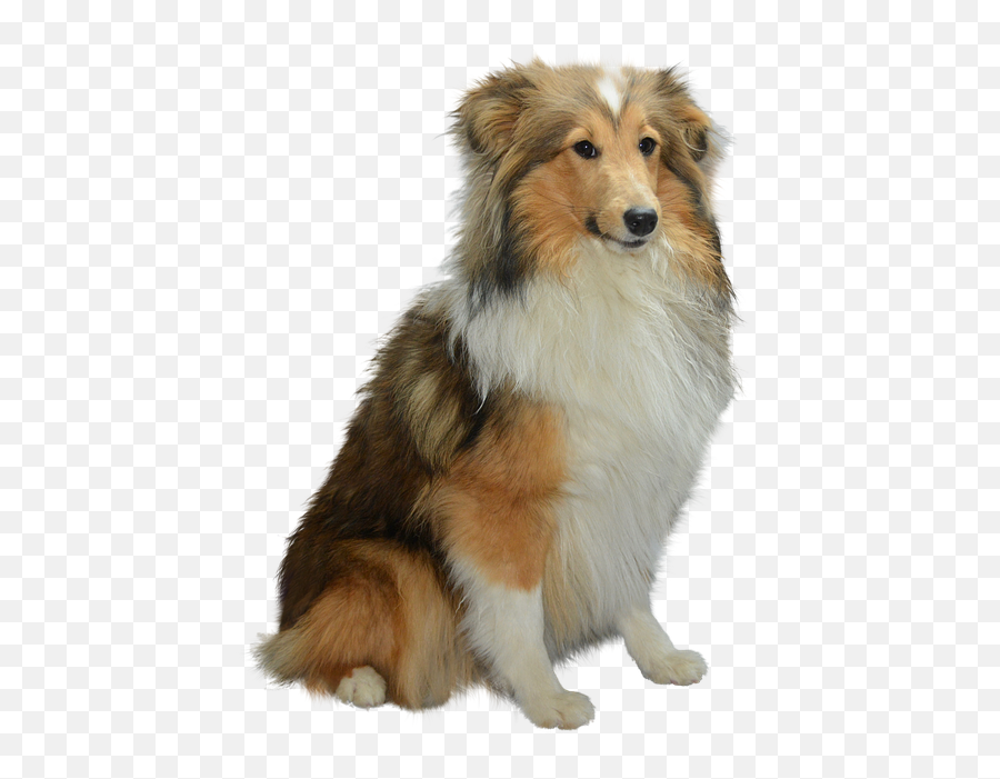 Colli Isolated Dog - Dog Png,Pet Png