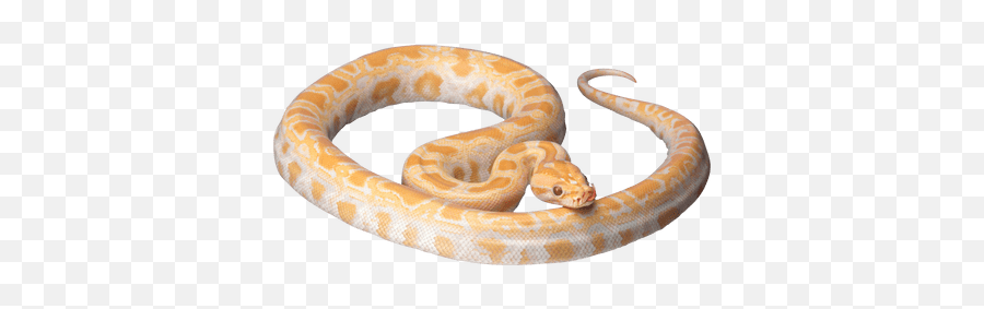 Cobra Snake Head Transparent Png - Stickpng White And Orange Snake,Snake Clipart Png