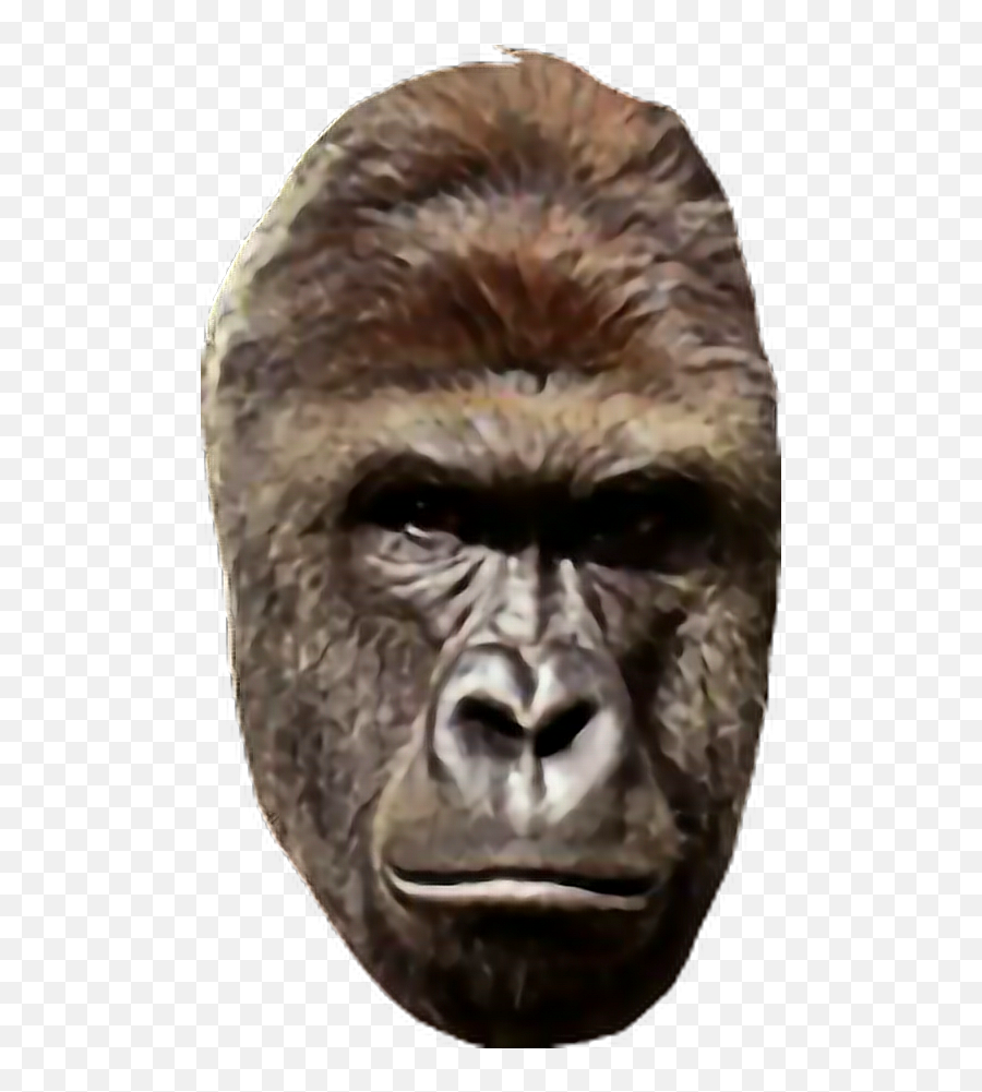 Harambe Png Transparent