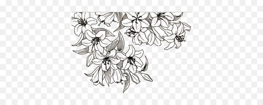 Flower Drawings Transparent - Flower Aesthetic Line Art Png,Flowers Transparent Tumblr