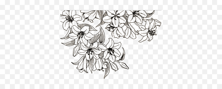 Flower Drawings Transparent Flower Aesthetic Line Art Png Flowers Transparent Tumblr Free Transparent Png Images Pngaaa Com