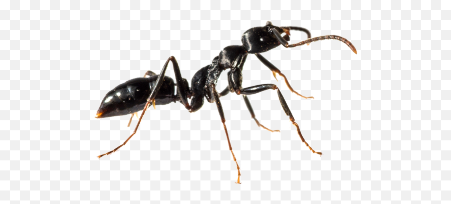 Ant Control Newcastle Treatment Pesti Png