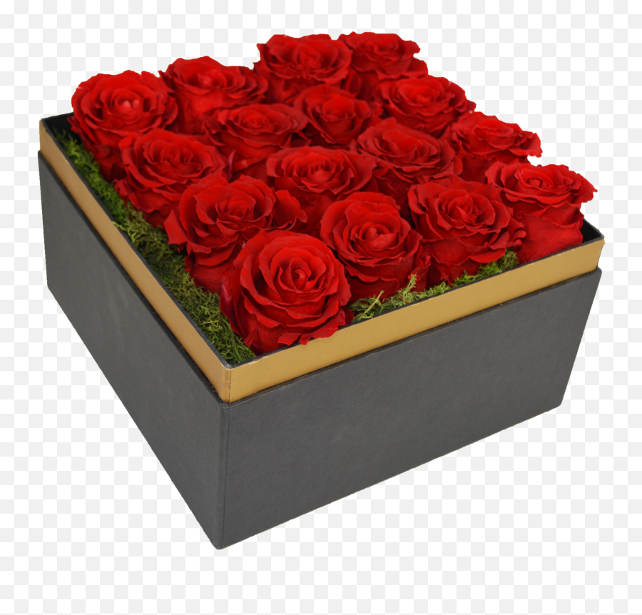 Beautifully Preserved Roses From Luxe Bloom Official Rose - Floribunda Png,Beauty And The Beast Rose Png