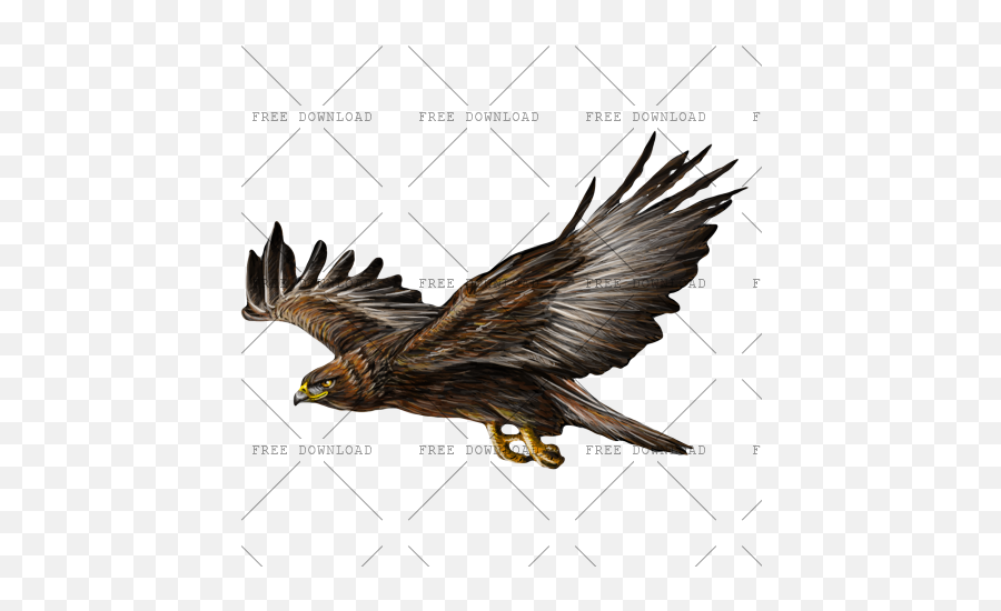 Eagle Hawk Kite Bird Png Image With Transparent Background Logo
