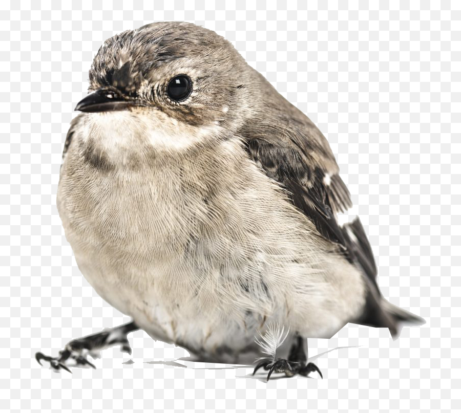 Sparrow Png Image File