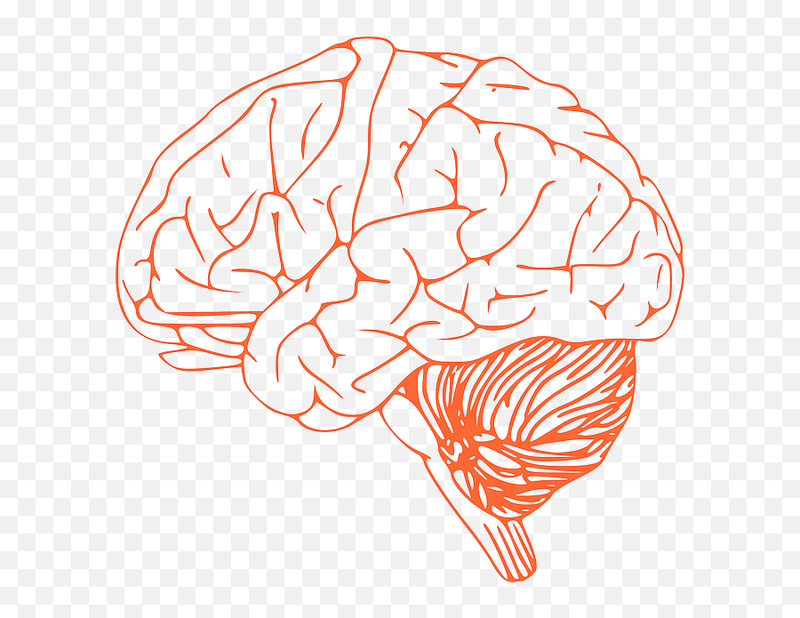 Brain Stem Diagram - Brain Clip Art Png,Brain Clipart Png