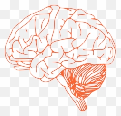 Brain Stem Diagram - Clip Art png