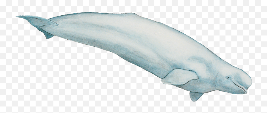 Beluga Png 8 Image - Beluga Whale Transparent,Whale Transparent Background