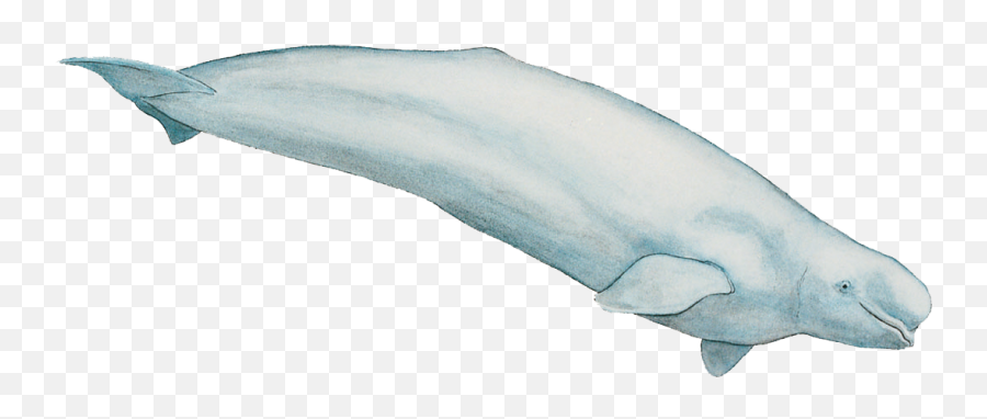 Beluga Png 8 Image - Beluga Whale Transparent,Whale Transparent ...