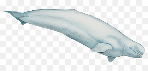 Beluga Png 8 Image - Whale Transparent