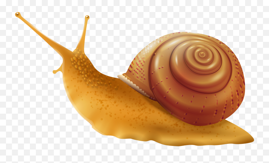 Transparent Background Snail Clipart Png