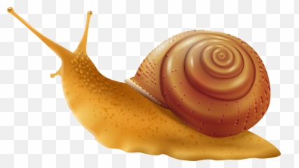 Transparent Background Snail Clipart Png