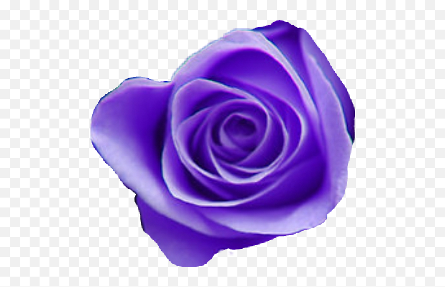 Tumblr Purple Aesthetic Purpleaesthetic - Purple Flower Tumblr Png,Purple Roses Png