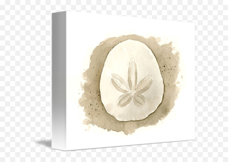Sand Dollar By David Rogers - Jasmine Png,Sand Dollar Png