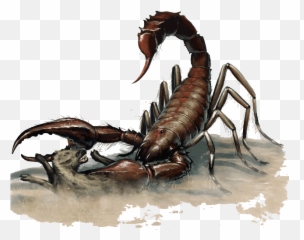Download Scorpion Giant - Dnd 5e Giant Scorpion Png Image Giant Scorpion Dnd 5e,Scorpion Png