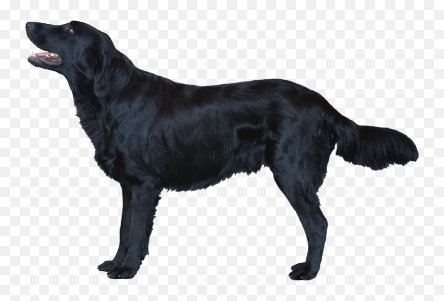 Drawing Laboratory Chocolate Lab - Pes Silueta Png Flat Coated Retriever Png,Black Lab Png