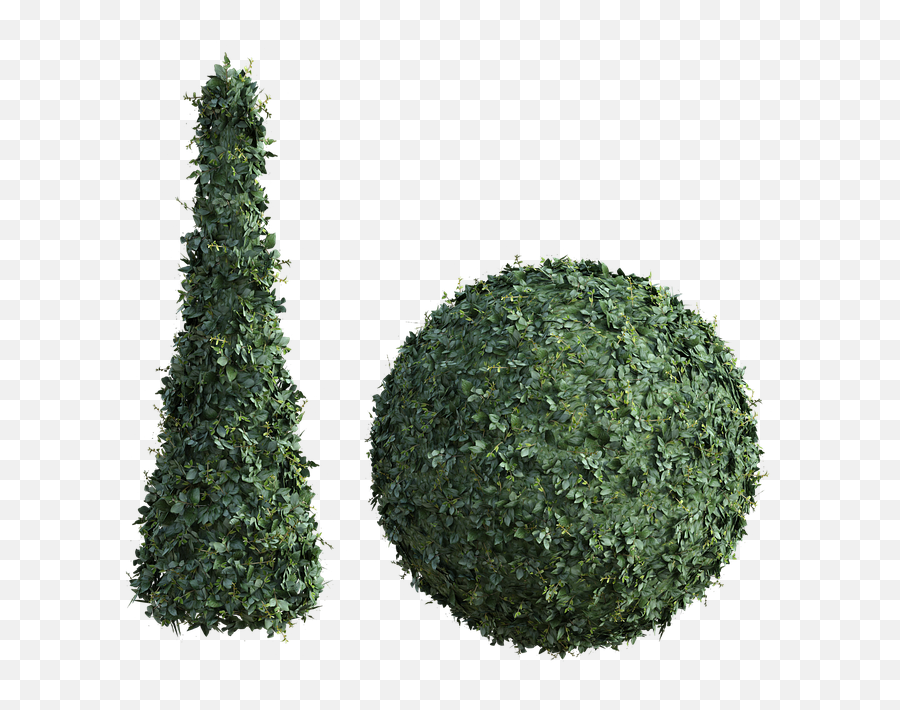 Topiary Bush Tall - Topiary Plant Top View Png,Hedge Png