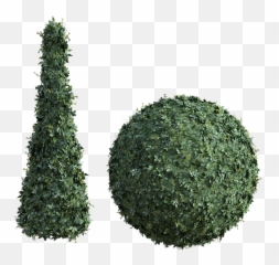 Topiary Bush Tall - Topiary Plant Top View Png,Hedge Png